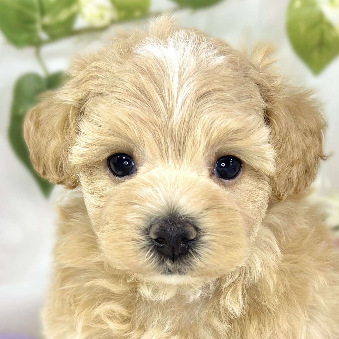 ハーフ犬男の子の写真