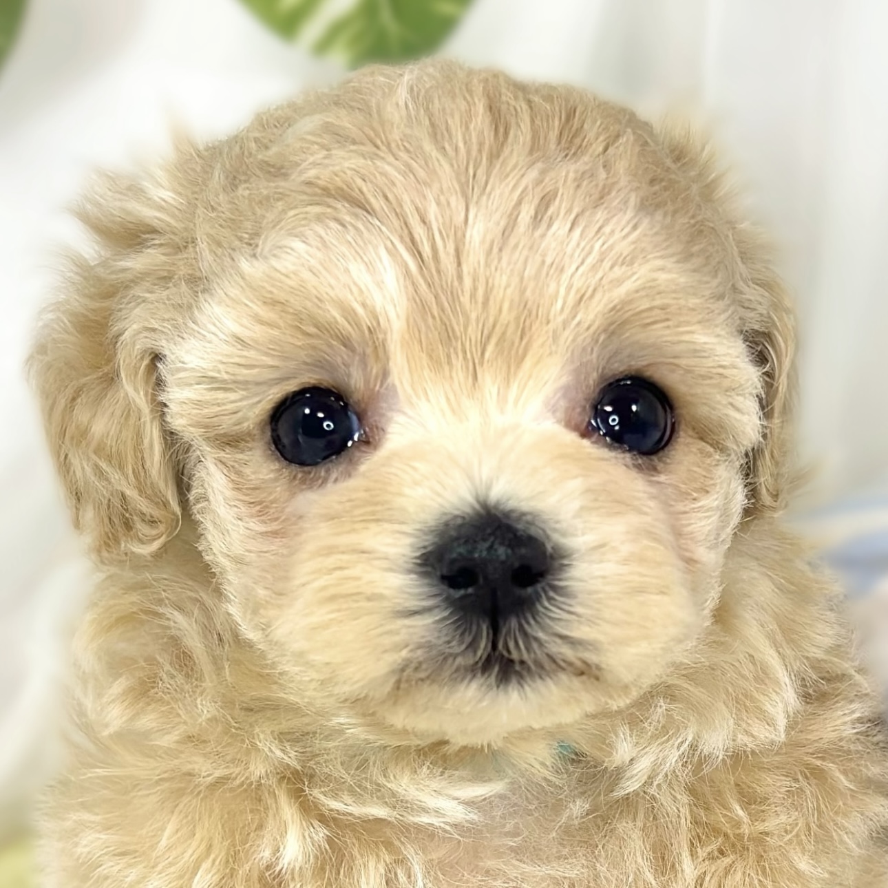 ハーフ犬女の子の写真