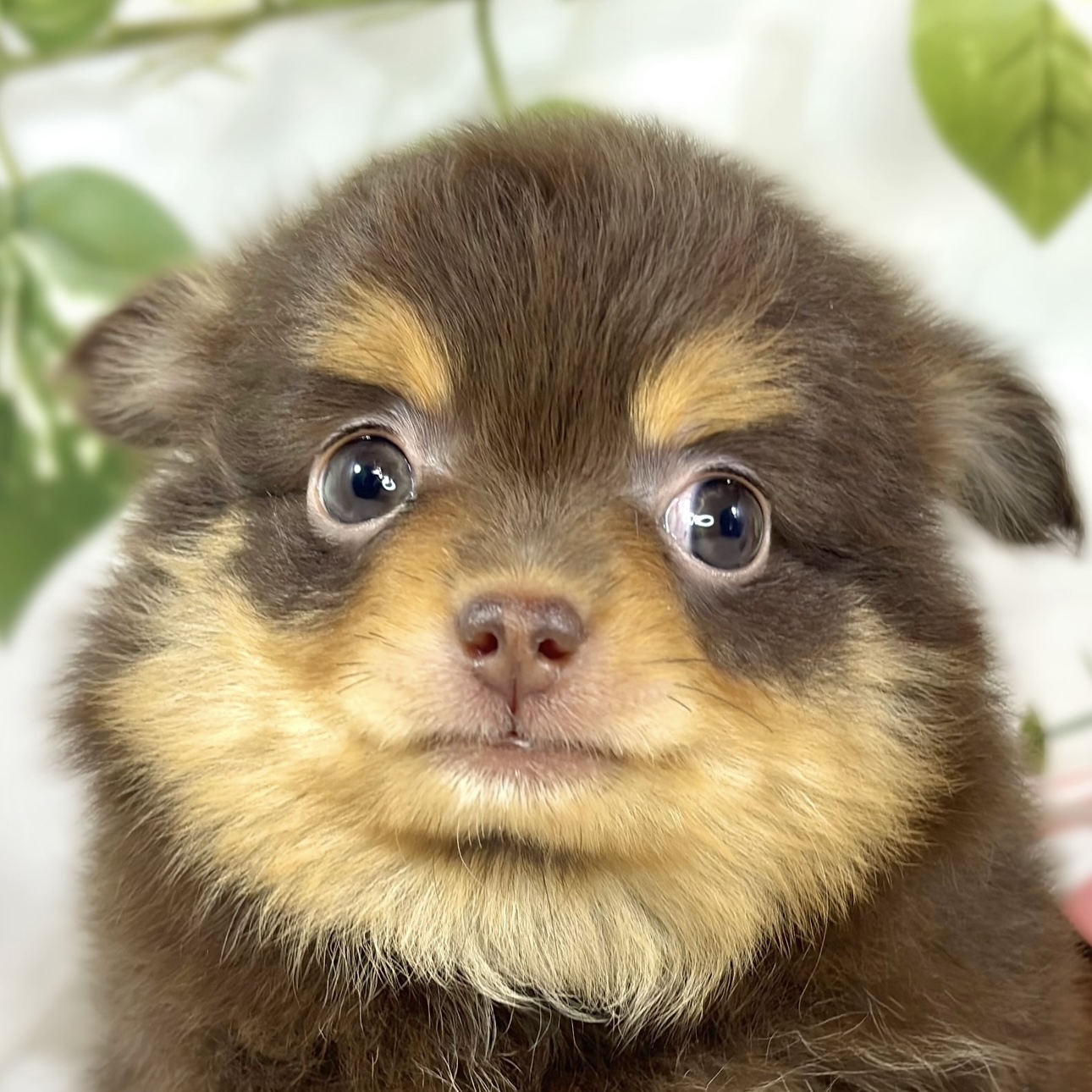 ハーフ犬女の子の写真