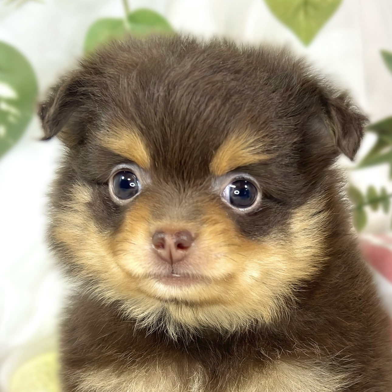 ハーフ犬女の子の写真