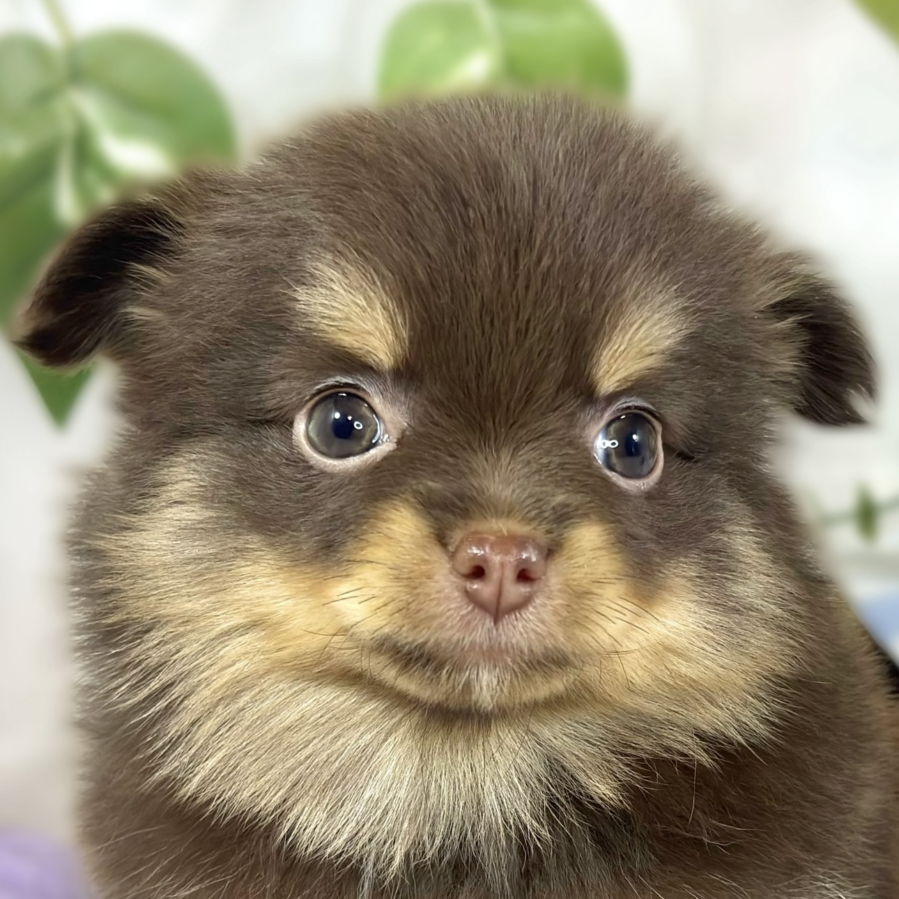 ハーフ犬女の子の写真