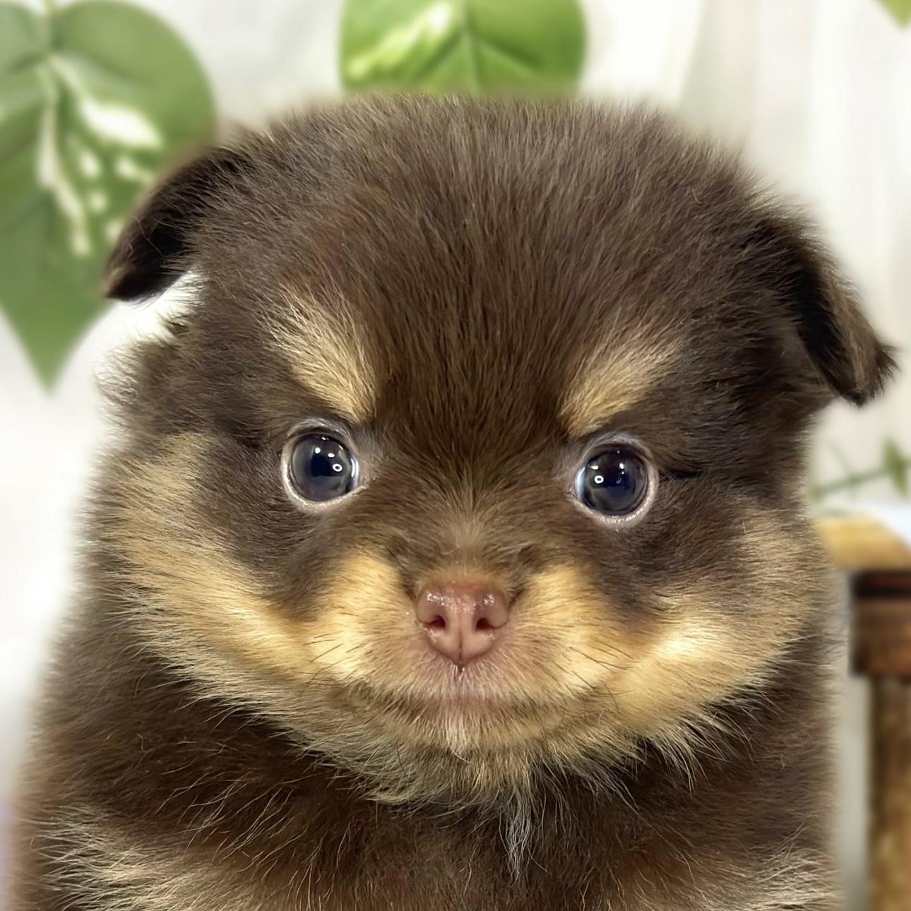 ハーフ犬女の子の写真