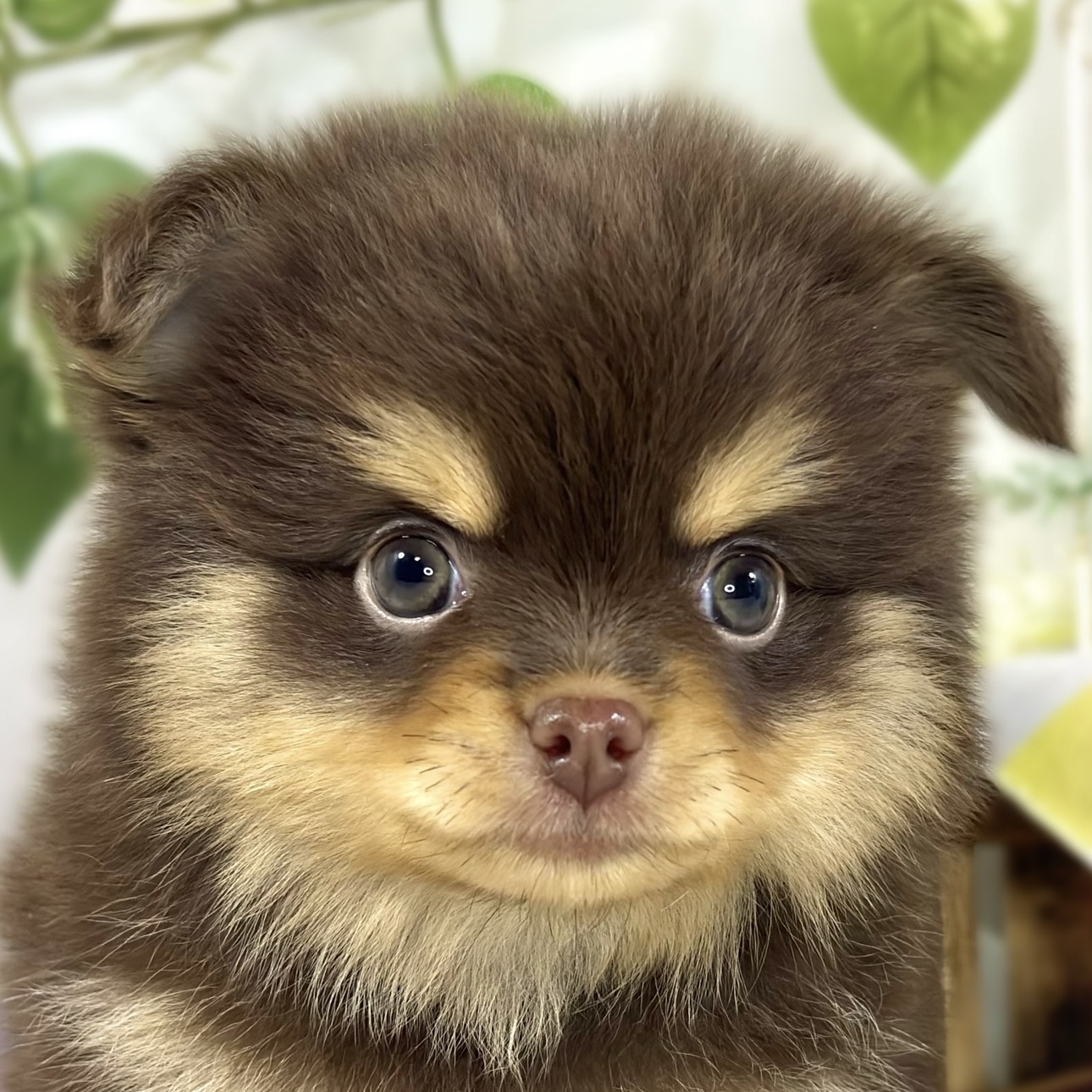 ハーフ犬男の子の写真