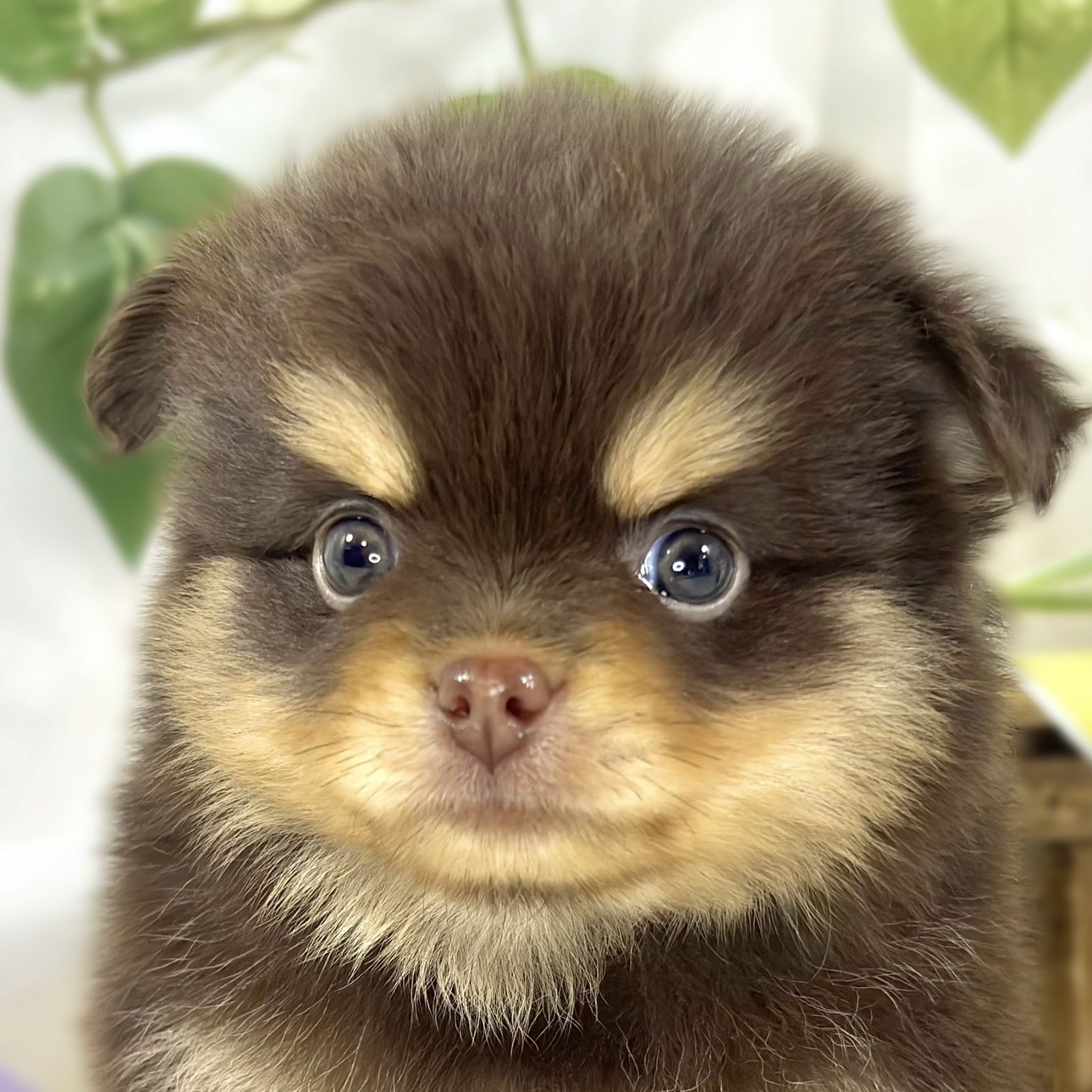 ハーフ犬男の子の写真