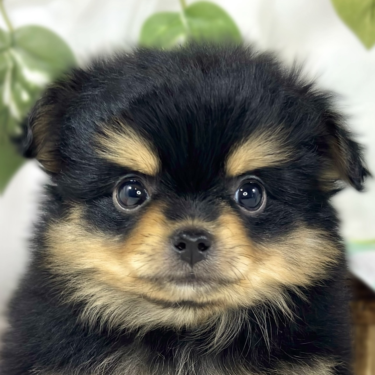 ハーフ犬男の子の写真