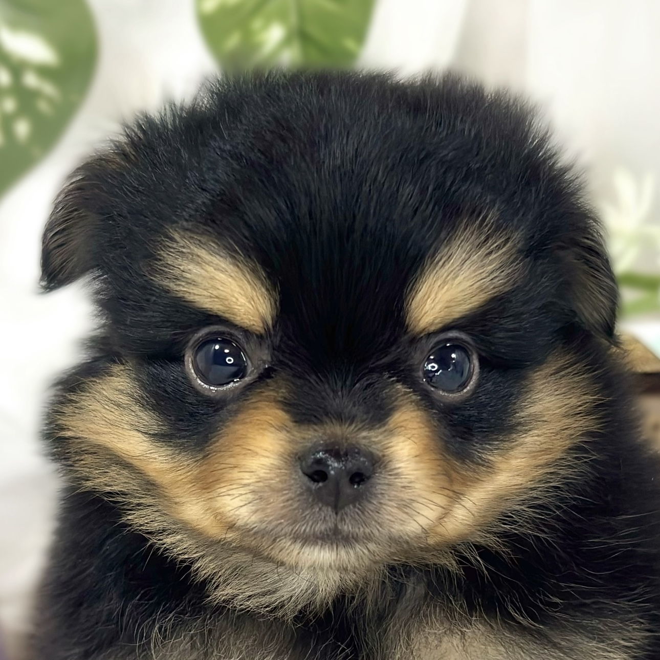 ハーフ犬男の子の写真