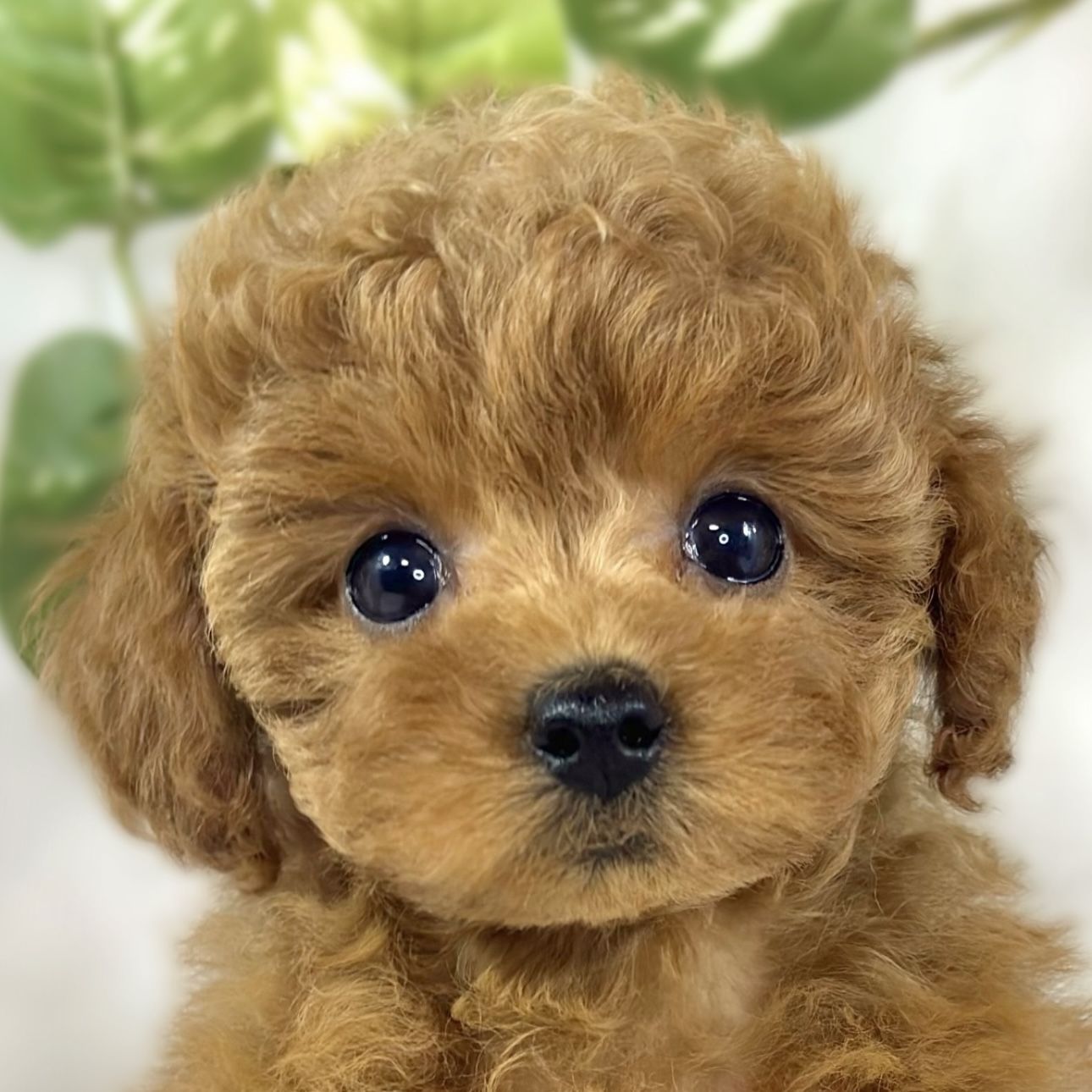 トイプードル女の子の写真