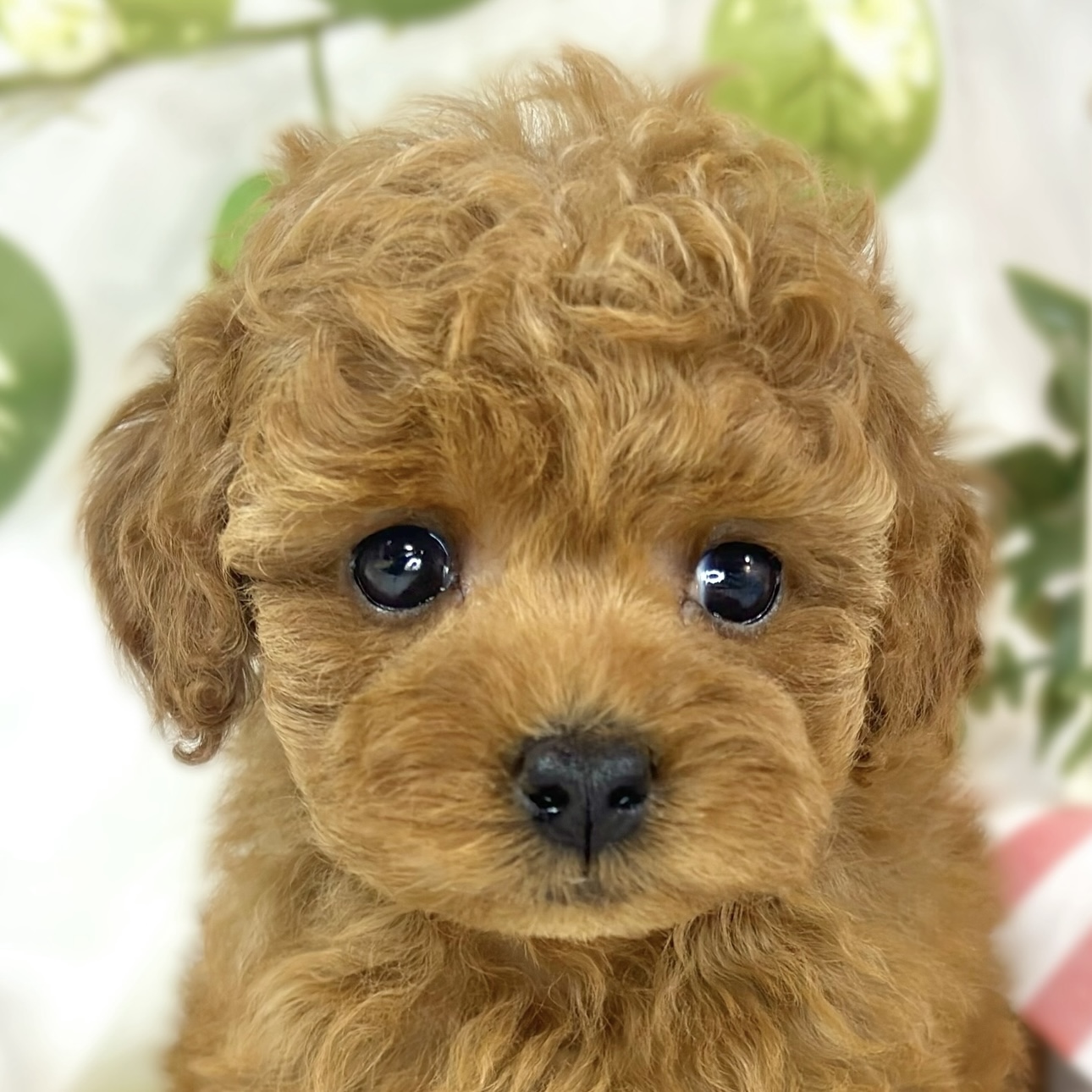 トイプードル女の子の写真