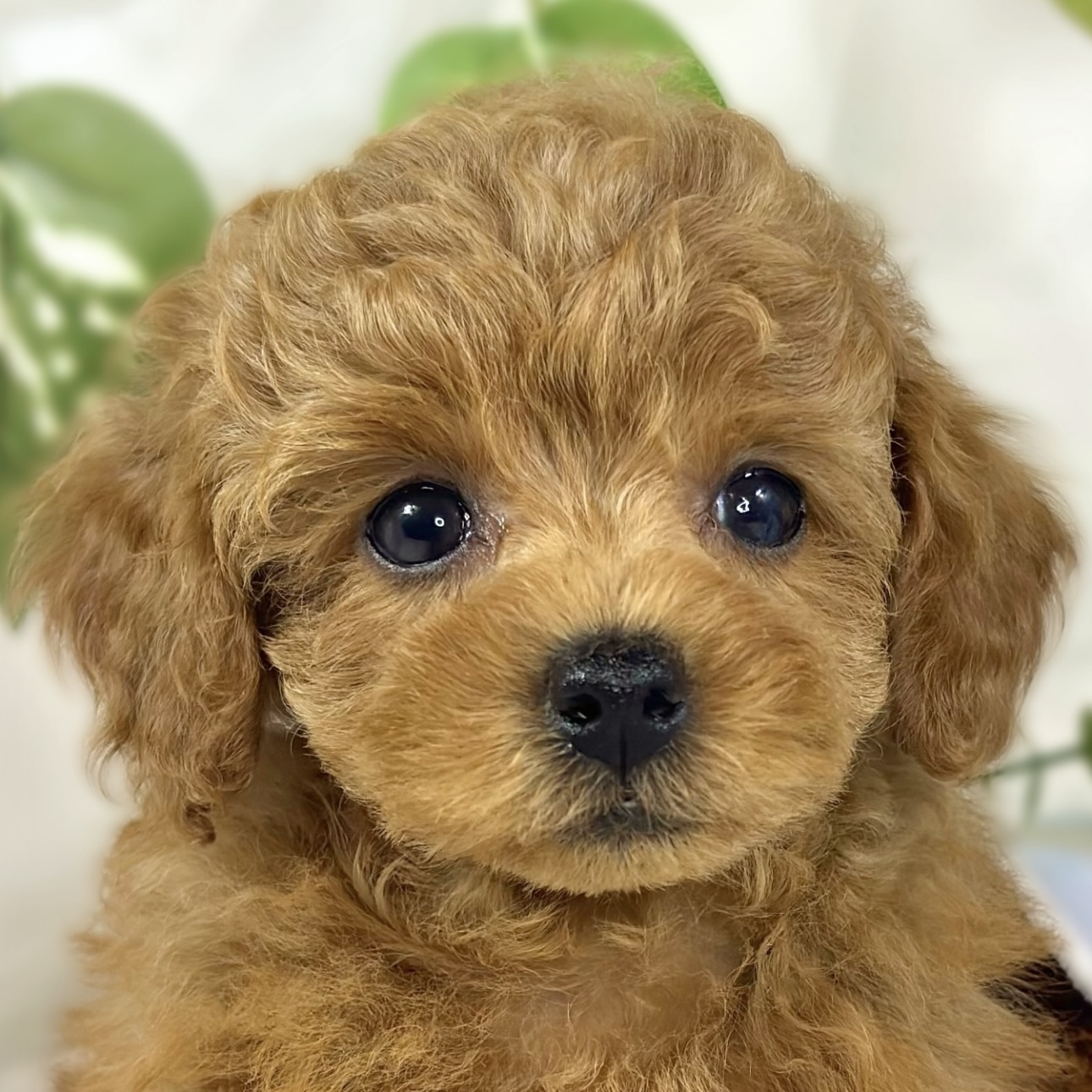 トイプードル女の子の写真