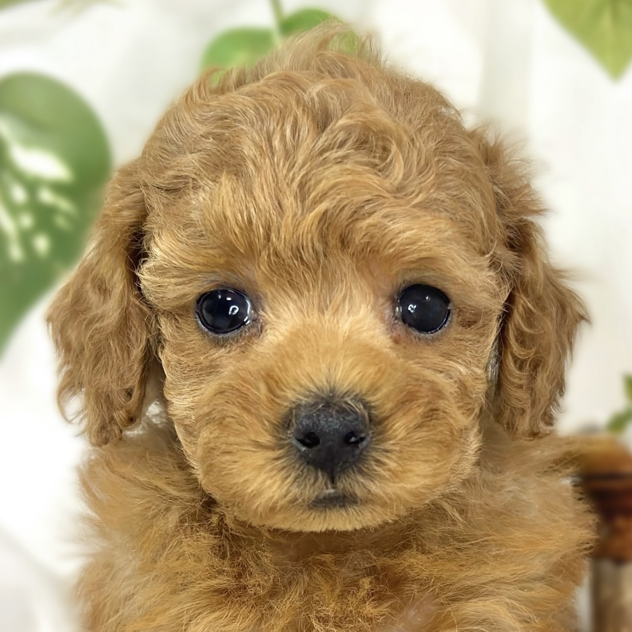 トイプードル女の子の写真