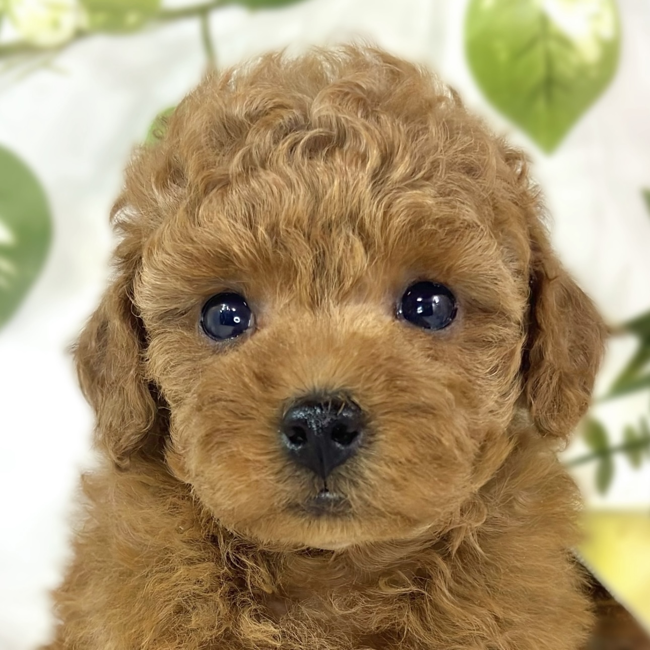 トイプードル女の子の写真