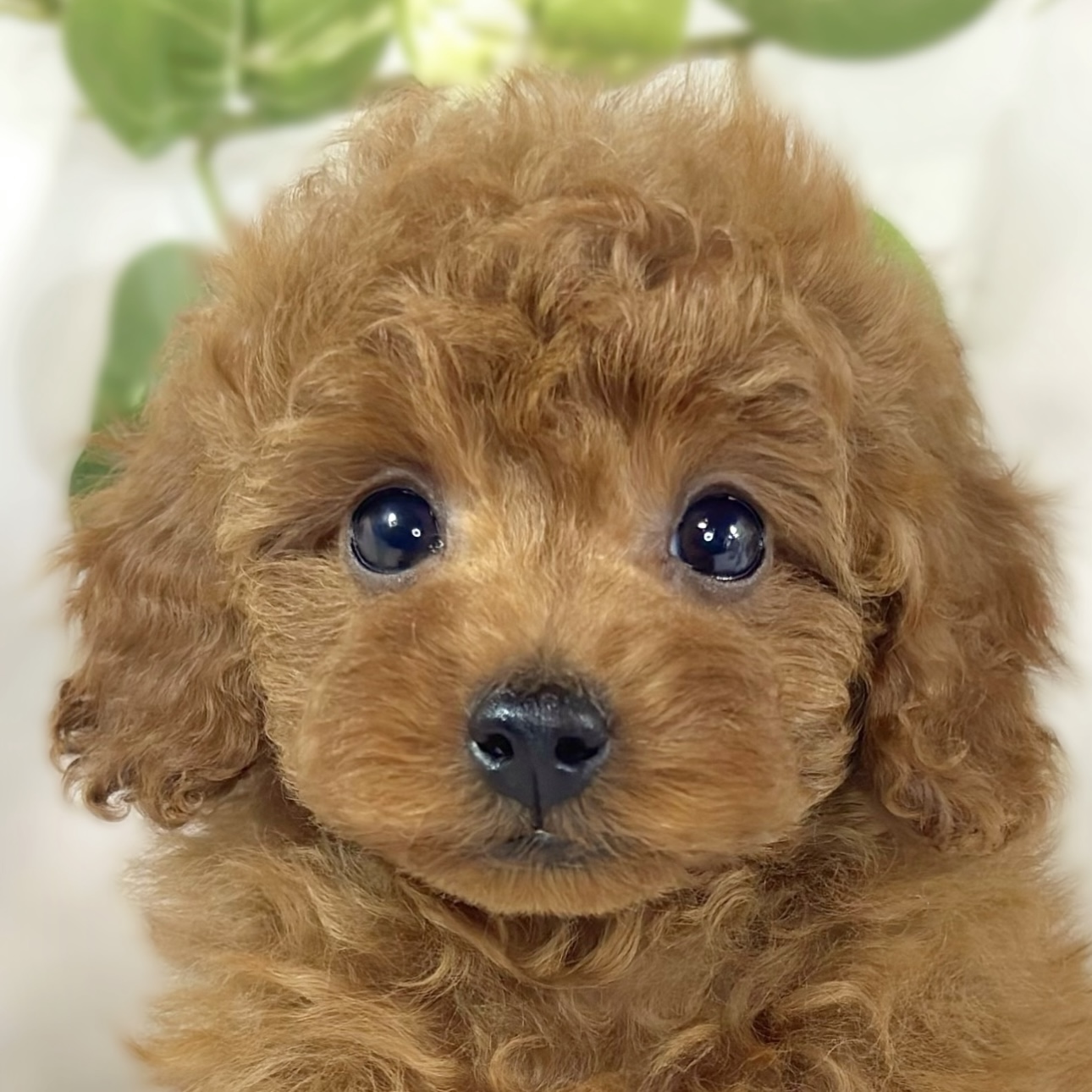 トイプードル女の子の写真