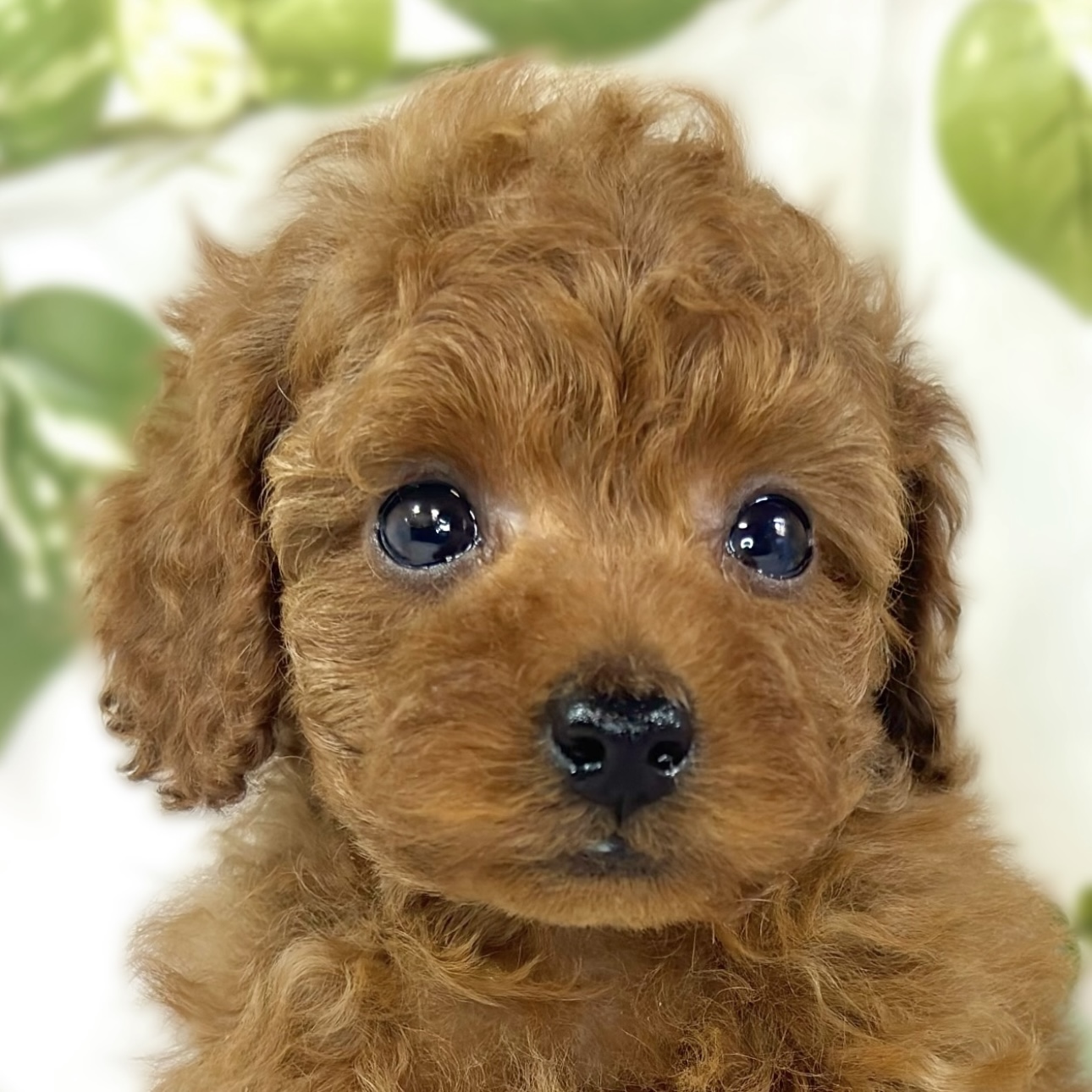 トイプードル女の子の写真