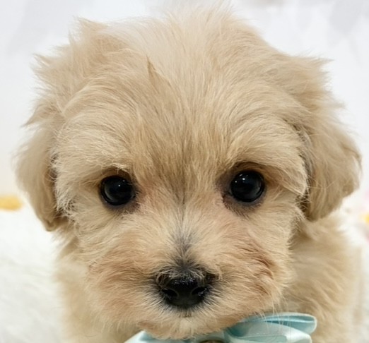 ハーフ犬男の子の写真