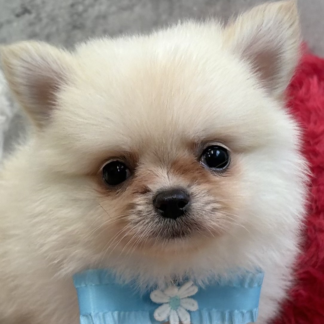 ハーフ犬女の子の写真