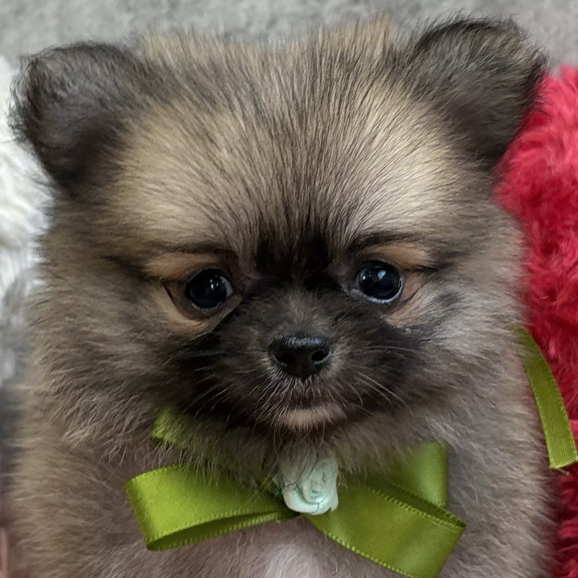 ハーフ犬女の子の写真