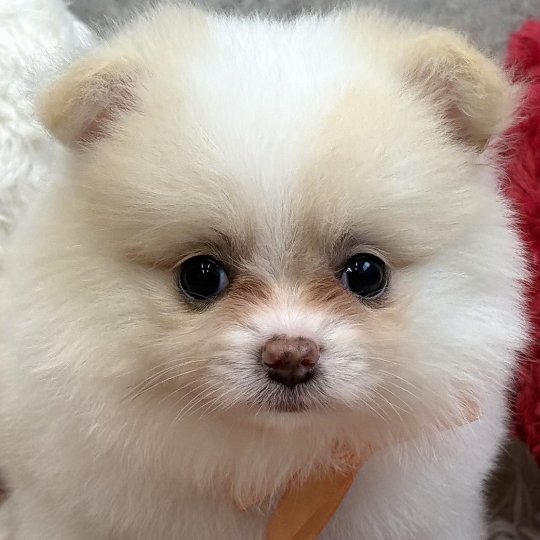 ハーフ犬女の子の写真