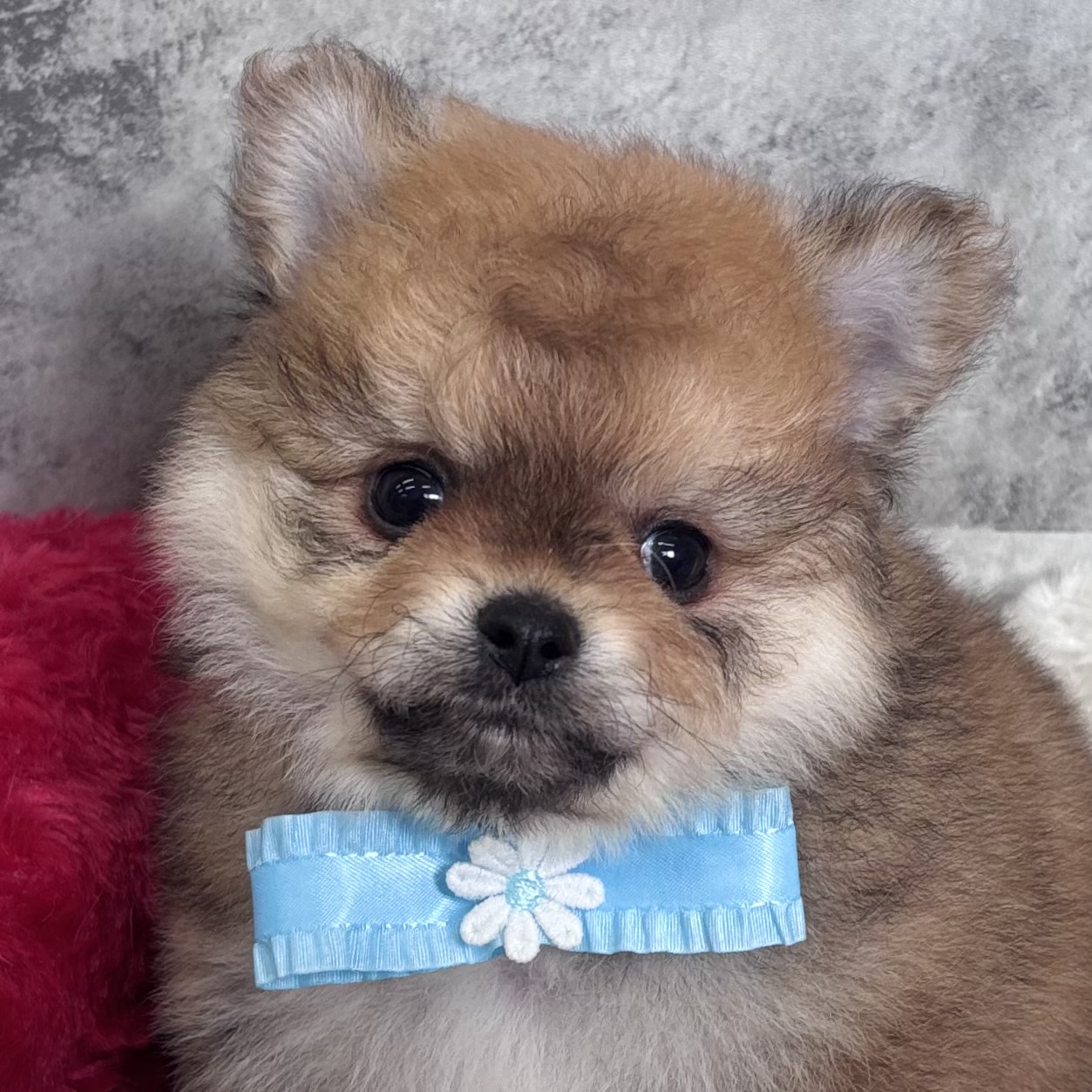 ハーフ犬女の子の写真