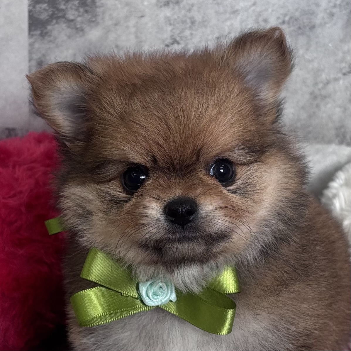 ハーフ犬女の子の写真