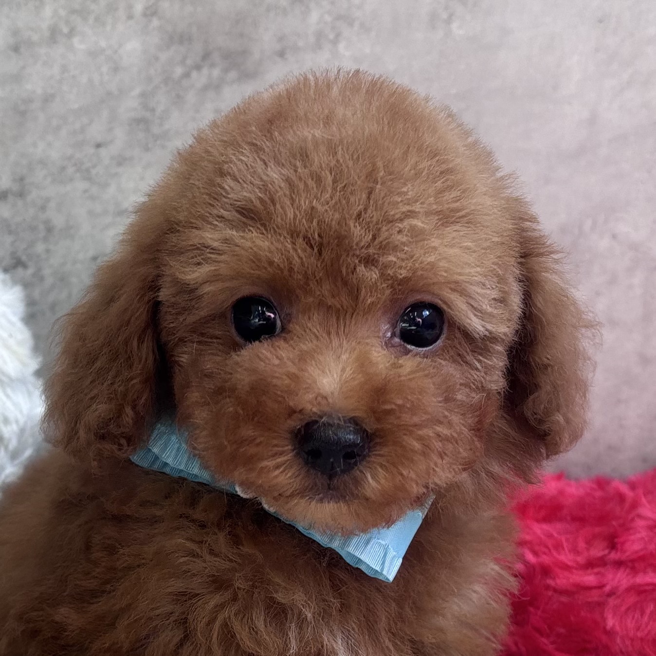 トイプードル女の子の写真