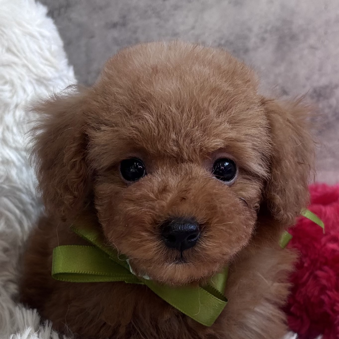 トイプードル女の子の写真