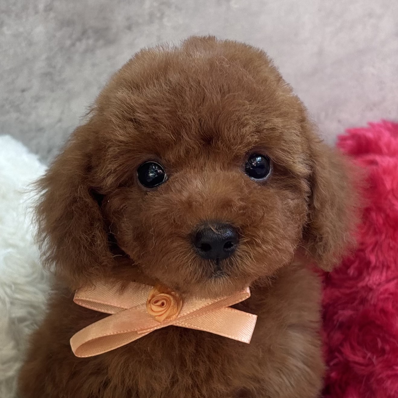 トイプードル男の子の写真