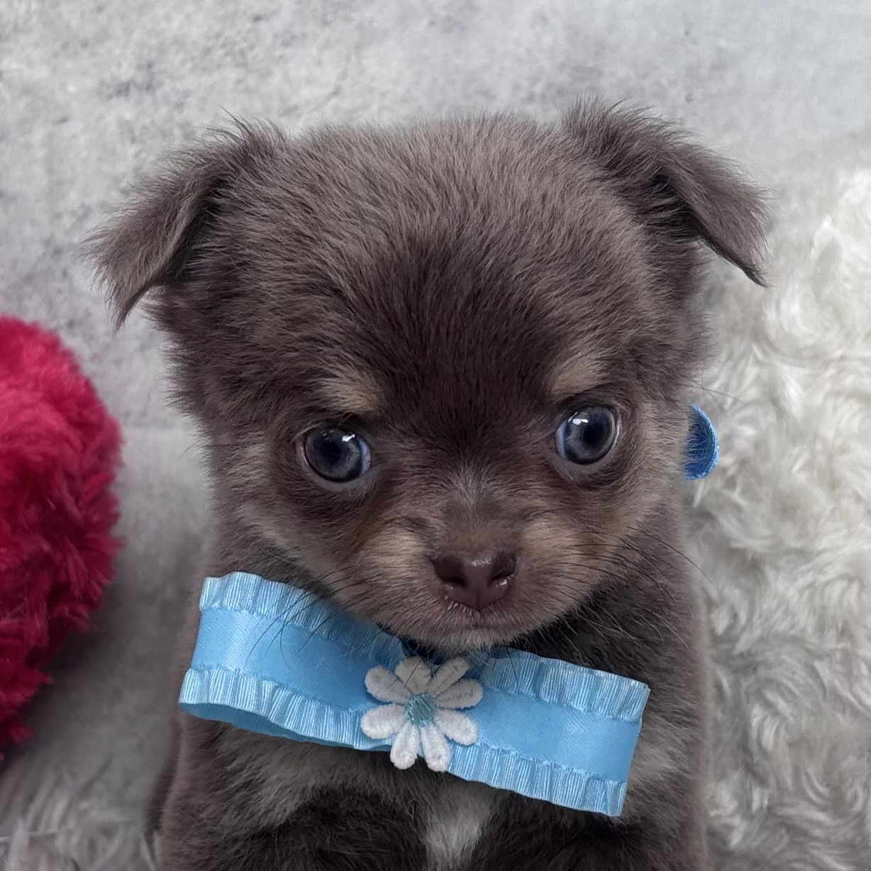 チワワ（ロング）女の子の写真