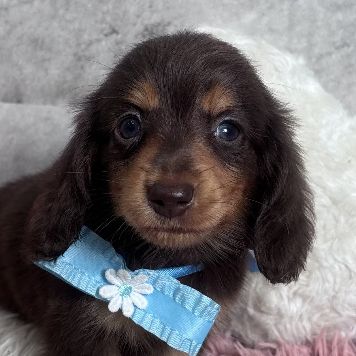 ミニチュアダックス女の子の写真