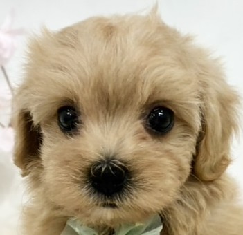 ハーフ犬女の子の写真