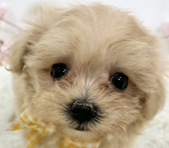 ハーフ犬女の子の写真