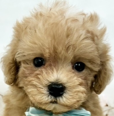 ハーフ犬男の子の写真