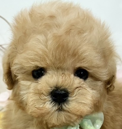 ハーフ犬女の子の写真