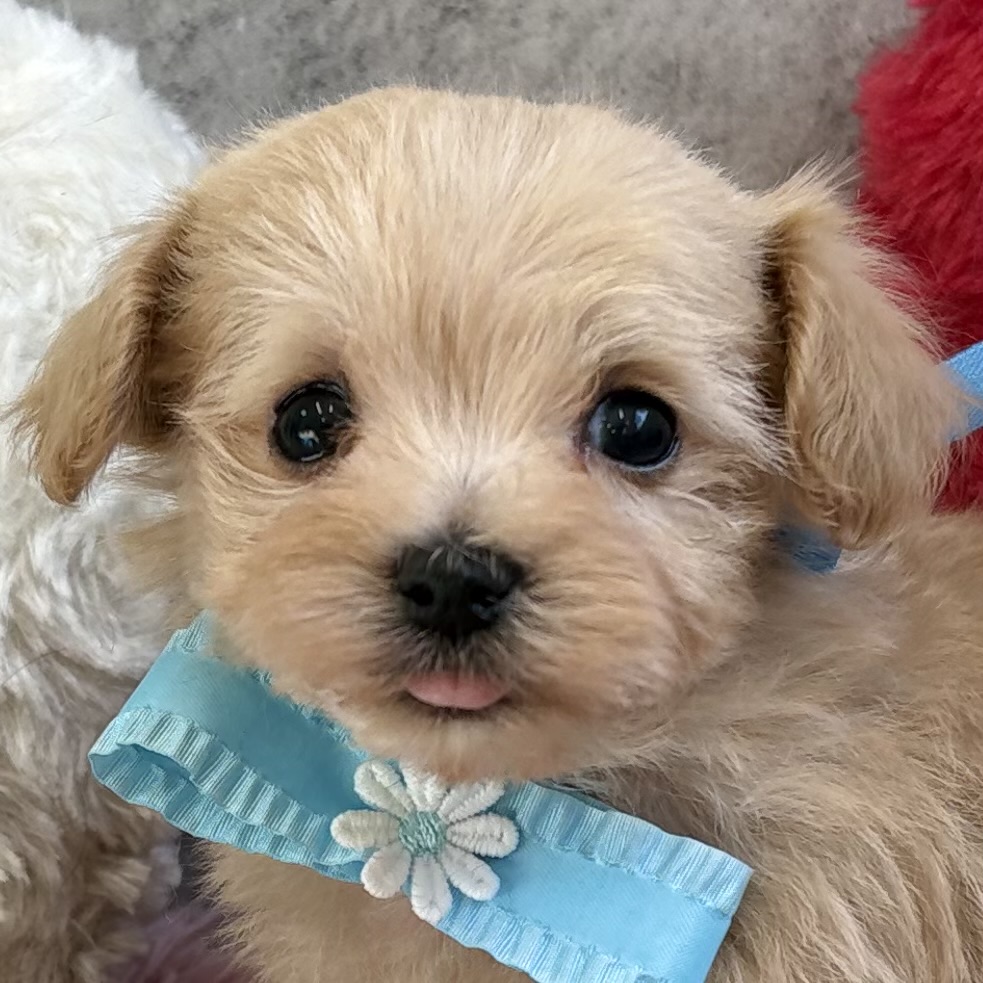 ハーフ犬男の子の写真