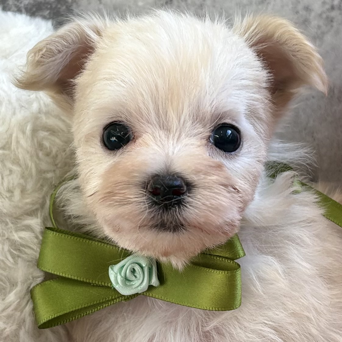 ハーフ犬女の子の写真