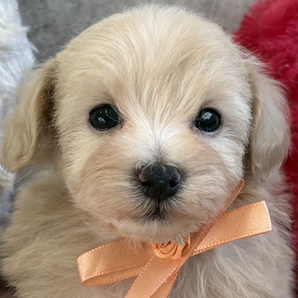 ハーフ犬男の子の写真