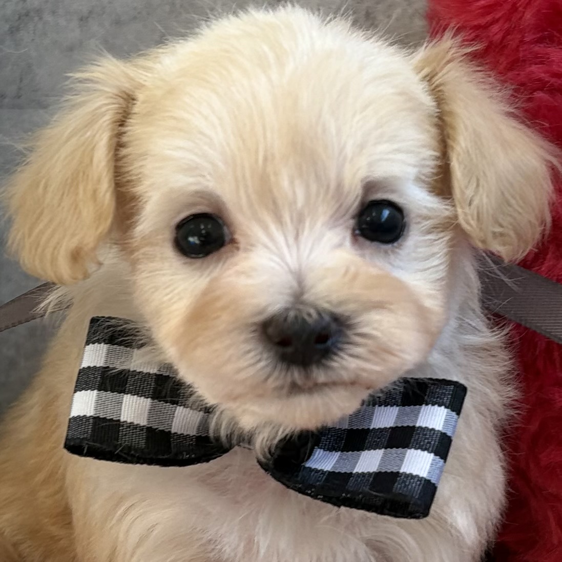 ハーフ犬女の子の写真