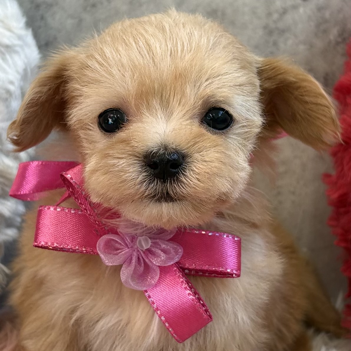 ハーフ犬女の子の写真