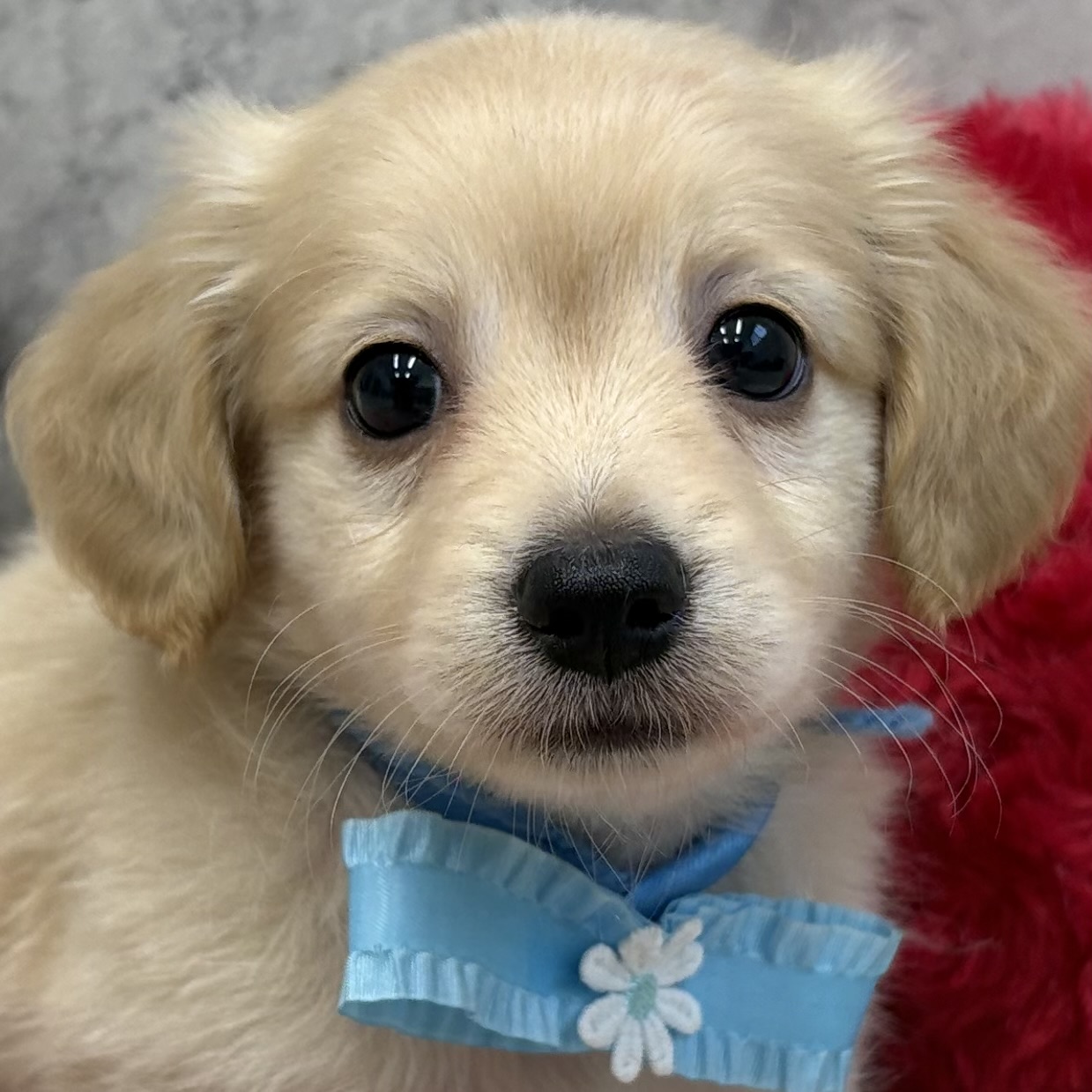 ハーフ犬男の子の写真