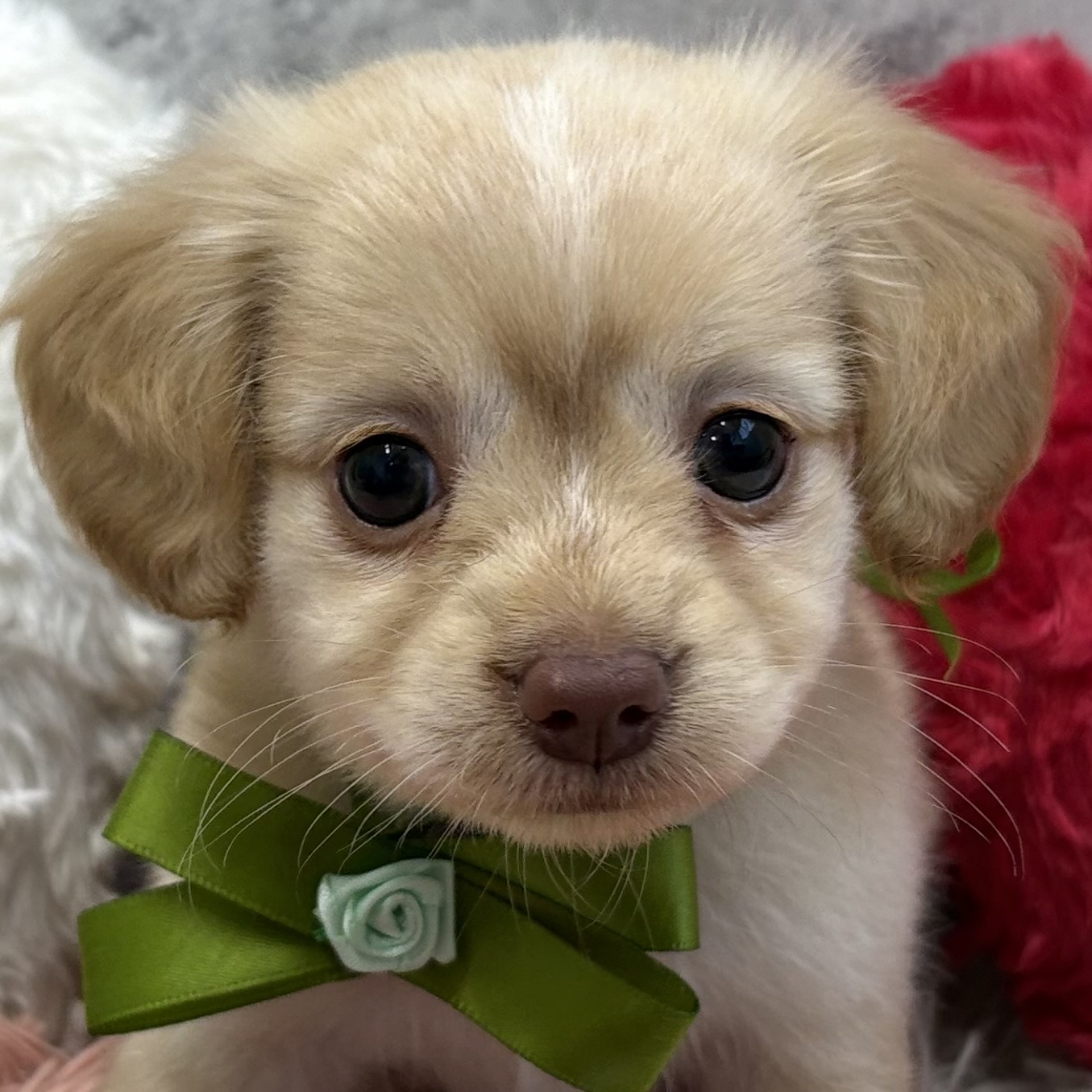 ハーフ犬男の子の写真