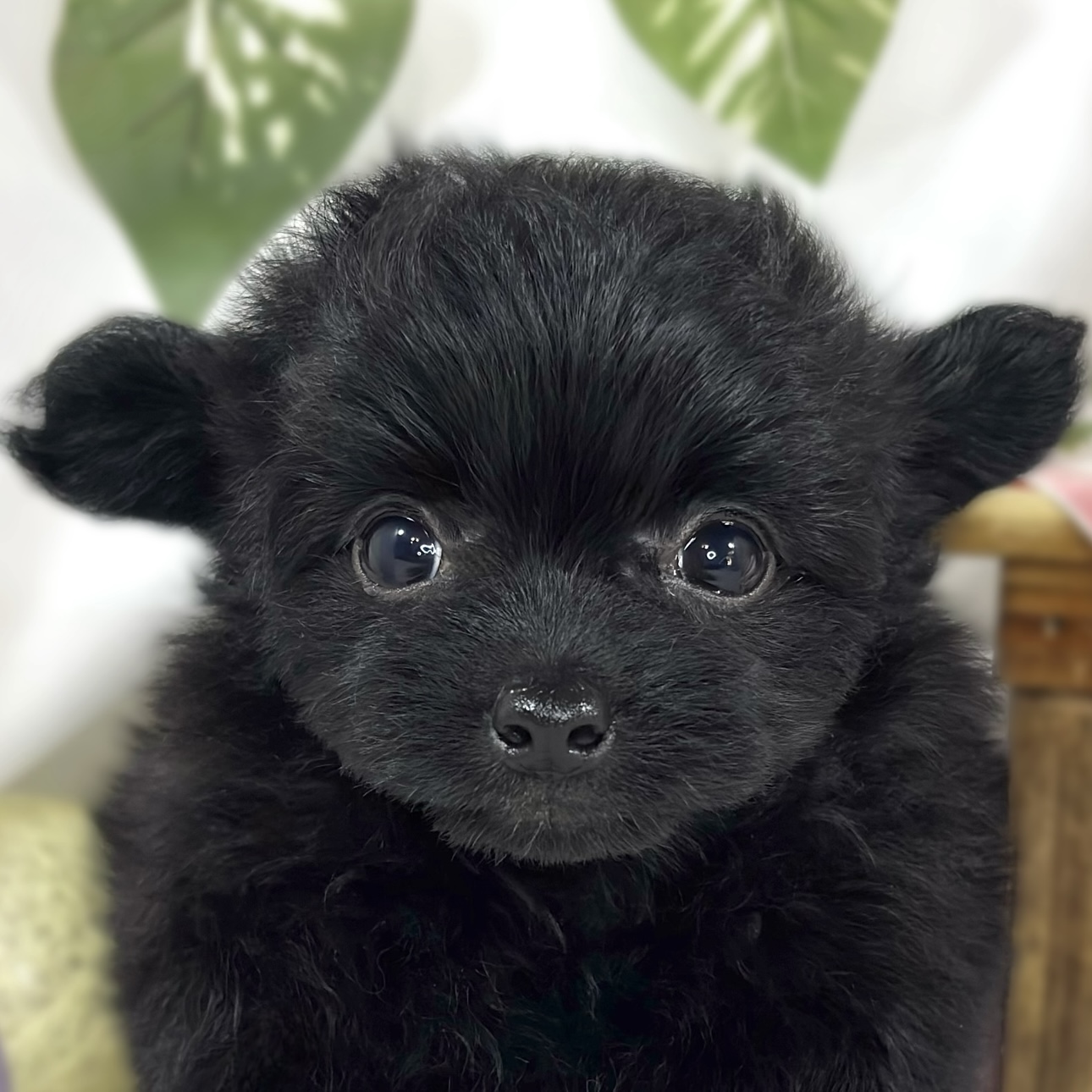 ハーフ犬女の子の写真