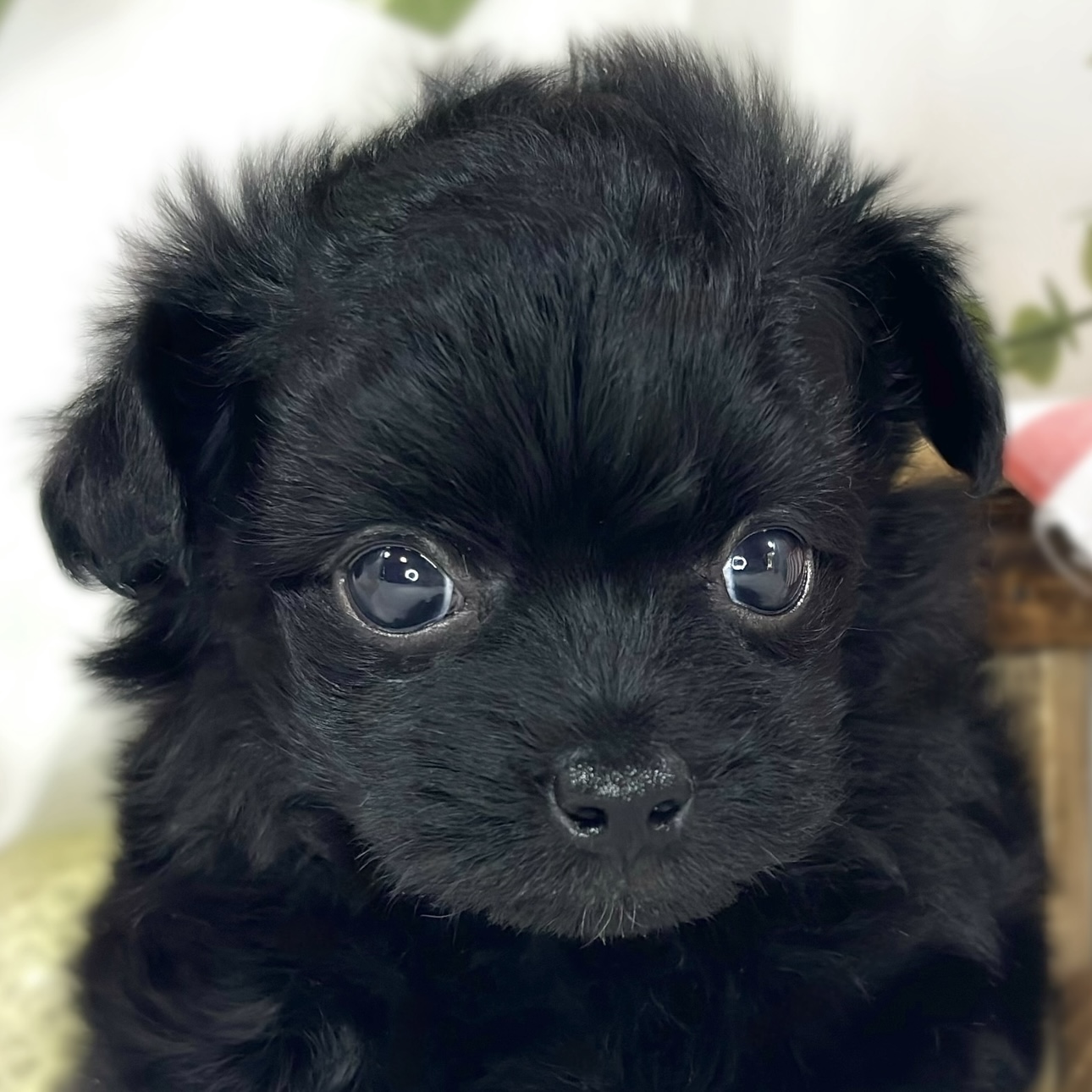 ハーフ犬女の子の写真