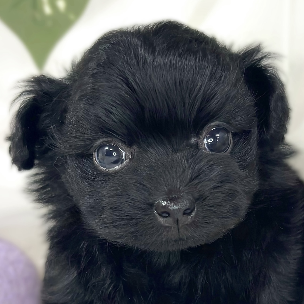 ハーフ犬男の子の写真