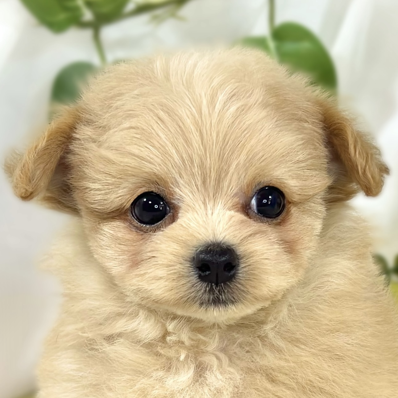 ハーフ犬女の子の写真