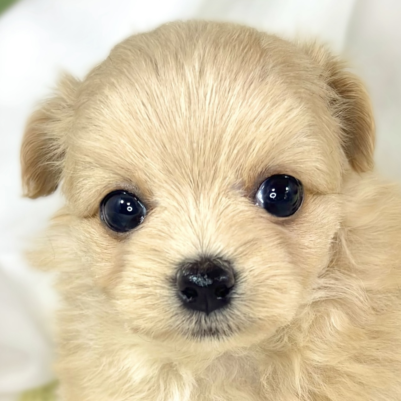 ハーフ犬女の子の写真