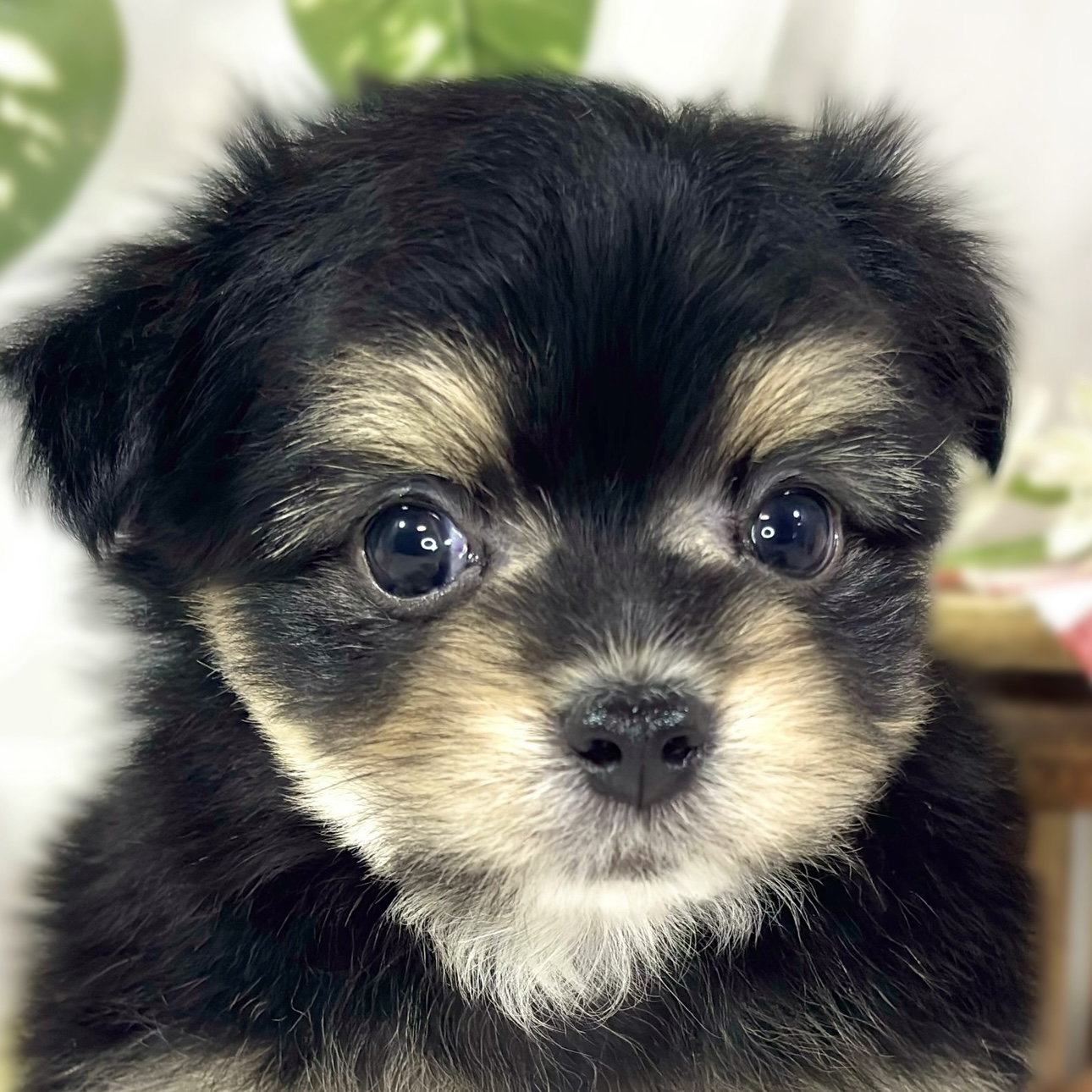 ハーフ犬男の子の写真