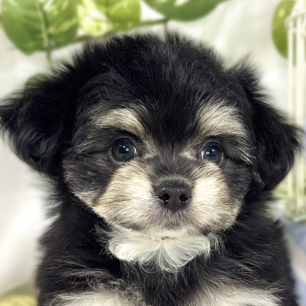 ハーフ犬男の子の写真