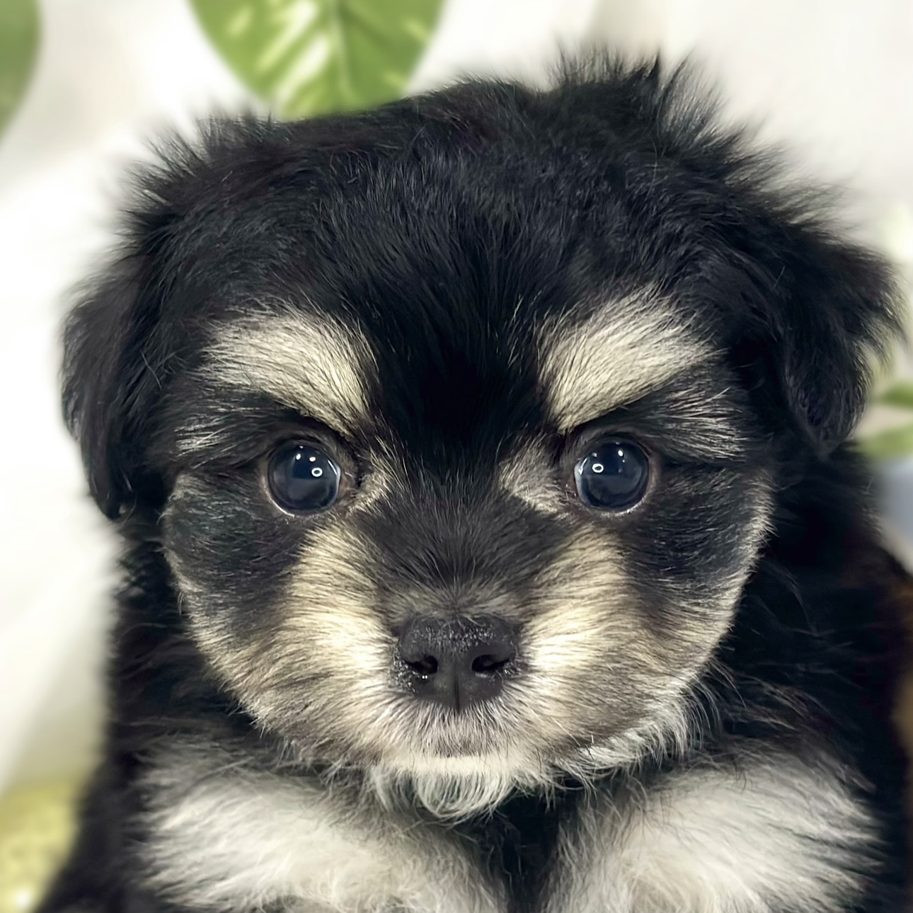 ハーフ犬男の子の写真