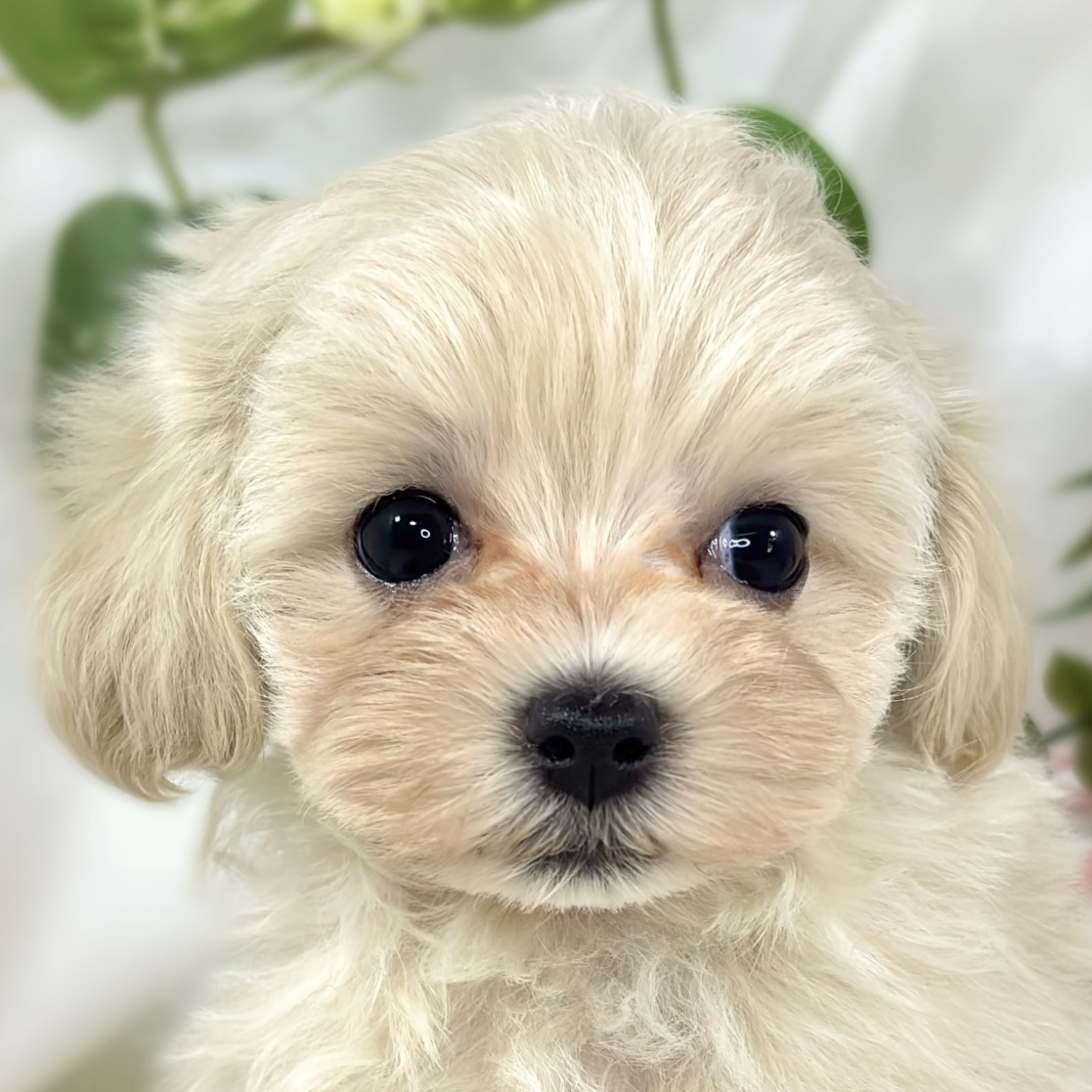 ハーフ犬女の子の写真