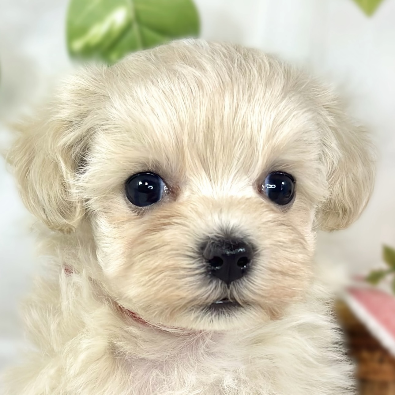 ハーフ犬女の子の写真