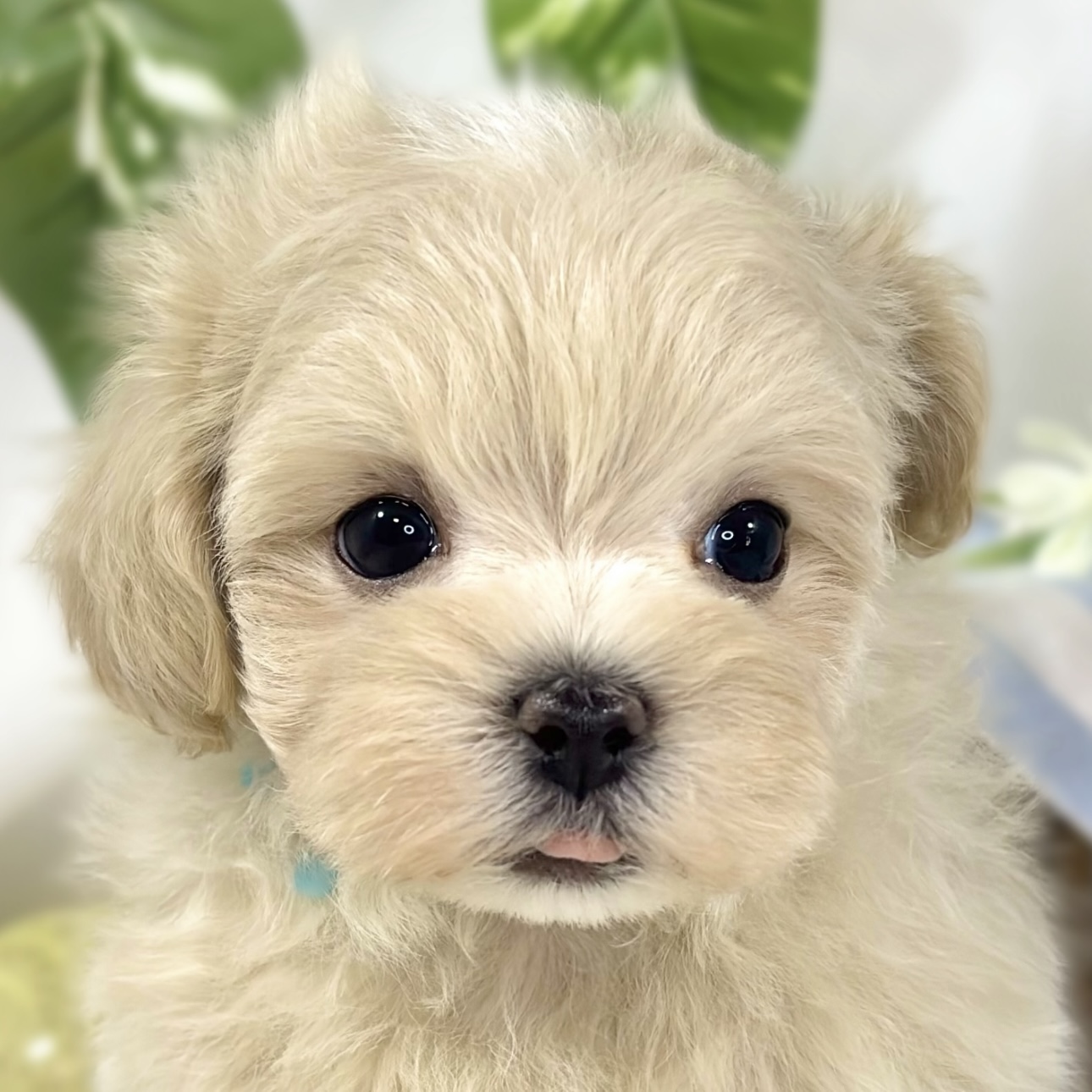 ハーフ犬男の子の写真